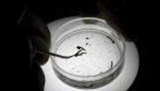 اكتشاف أول 5 إصابات بفيروس 