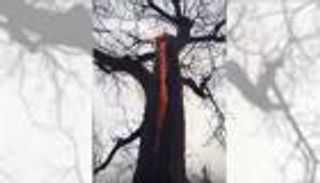 فيديو مخيف.. شجرة تحترق من الداخل بدون انبعاث دخان