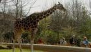 حديقة حيوان رومانية تنضم للخريطة العالمية للحدائق