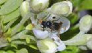 7 أنواع من النحل معرضة للانقراض في الولايات المتحدة