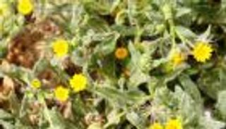 258 مليار دولار التجارة "المحرمة" في النباتات البرية