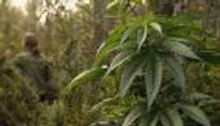 زراعة الماريجوانا تنقذ مدنا أمريكية من انهيار اقتصادي