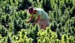 كلية تضيف حصة لتعليم الطلاب زراعة الماريجوانا