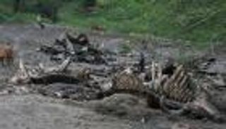 المنبوذون في الهند يضربون عن جمع جيف الأبقار 