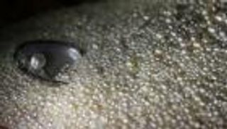 اللؤلؤ في الإمارات.. فخر الماضي وجماله