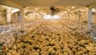 60 ألف دجاجة ضحية أكبر حريق تشهده هولندا