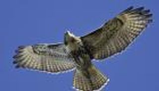 سعودي يصطاد صقراً .. ويبيعه بمبلغ خيالي