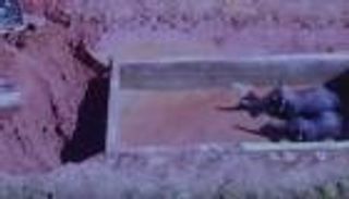 الشرطة الصينية تنقذ 3 فيلة من الغرق على إحدى التلال