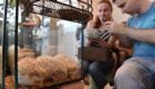 بالصور.. مقهى ياباني يتيح للزوار اللعب مع القنافذ