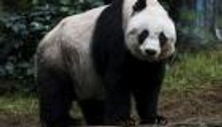 نفوق أقدم باندا حبيسة في العالم في هونج كونج