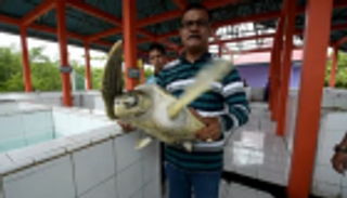 سلاحف بحرية تستعيد حريتها على شاطئ في سومطرة