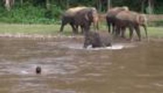 فيل صغير يهرع إلى نهر لينقذ رجلاً من الغرق