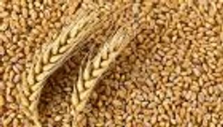 بروتين القمح قد يكون مسؤولا عن سوء حالتك