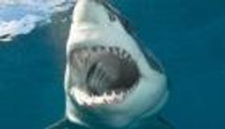 قرش أبيض يكسر قفص غواص ويدخل إليه