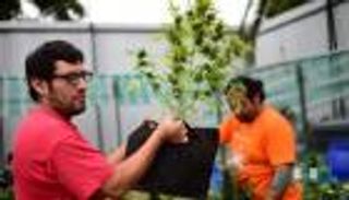 كم ستجني كاليفورنيا من تقنين الماريجوانا؟