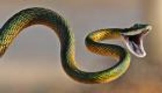 فيديو صادم.. رشق فتيات بالثعابين لبناء الثقة في ماليزيا