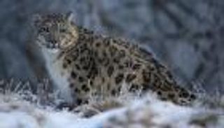 المئات من نمور الثلوج النادرة تتعرض للقتل سنويا