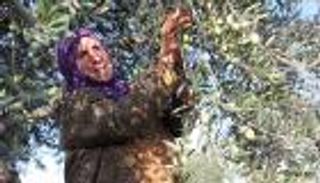 قطف زيتون الضفة .. مخاطرة وسط اعتداءات الاحتلال والمستوطنين