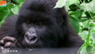 لماذا يسرق اللصوص الغوريلا في الكونغو؟