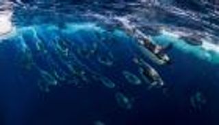 بالصور.. أكبر محمية بحرية في العالم بالقطب الجنوبي