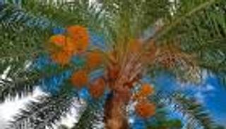 اعتراف دولي بنظام الزراعة بـ"سيوة".. ومصر تشكر "جائزة خليفة" 