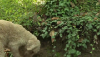 زراعة الكمأ في إيطاليا تقليد متجذر