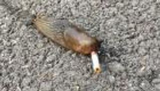 حلزون يدخن سيجارة في شوارع لندن.. ليس الأول