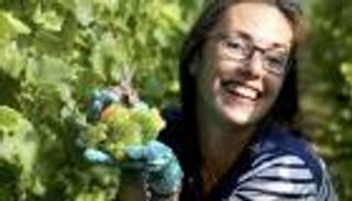 العنب التونسي.. مواسم البهجة وأزمات الإنتاج