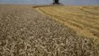 "بلومبرج": قواعد الرقابة الجديدة تخفض أسعار القمح في مصر