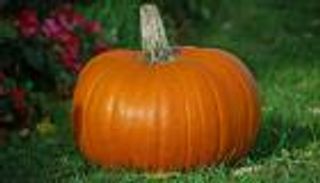 "قرع العسل" يحمي من تدهور النظر مع تقدم السن