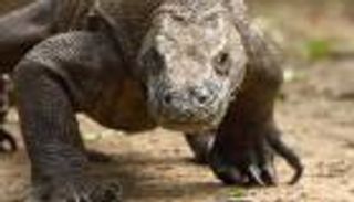 بالفيديو.. تنين كومودو في غرفة مصور في إندونيسيا