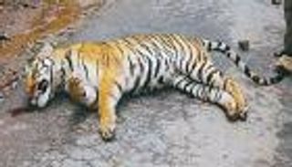 بالصور .. اصطياد نمر قتل 76 شخصا خلال 10 أشهر