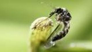 "البعوض الكسلان" يؤدي لإصابة النساء أكثر من الرجال بهذه الحمى