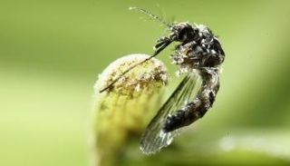 احد انواع البعوض المسمى بالزاعجة المصرية تقف على ورقة شجر