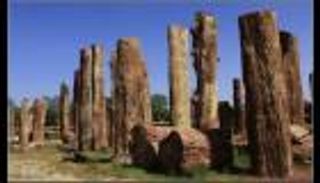 بالصور.. حديقة صينية تدخل "جينيس" كأكبر محمية للأشجار المتحجرة