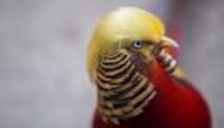 "يخلق من الشبه أربعين".. طائر صيني يشبه ترامب