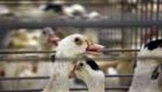 سول: سلالة شديدة العدوى لإنفلونزا الطيور في مزرعتين