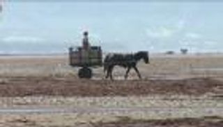 طحالب رائجة لدى النباتيين مهددة بالاندثار بتشيلي