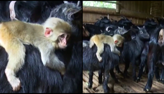 القرد والماعز أصدقاء في الصين