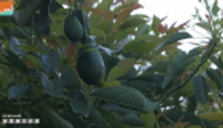 زراعة الأفوكادو.. "حمى خضراء" تجتاح المكسيك