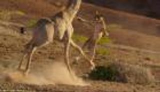 بالفيديو.. أسد هاجم زرافة فتلقى درسا قاسيا