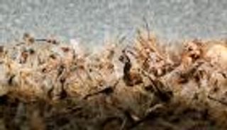 اكتشاف 600 نوع من الحشرات في منازل أمريكا