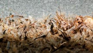 حشرات الغبار لا ترى بالعين المجردة