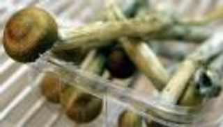 "الفطر السحري" لعلاج مرضى السرطان من الاكتئاب