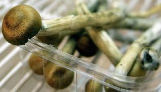 الفطر السحري يحقق نتائج مبهرة