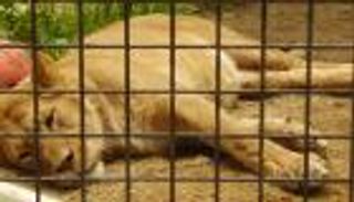 إغلاق "قرية الأسد" بمصر بعد أيام من افتراس مدرب