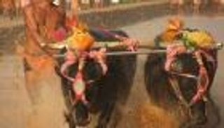 بالصور.. سباق البقر في الماء بالهند