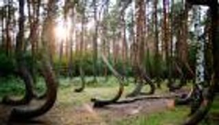 بالصور .. أجمل وأغرب غابات العالم .. من الحوريات للعفاريت