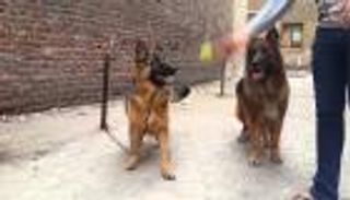 كلبان يفترسان صاحبهما بمصر في واقعة نادرة