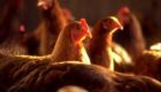 دجاج مصر ينتصر على الحكومة.. عودة الجمارك على "المستورد"